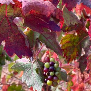 PHOTO-2024-10-11-11-54-36