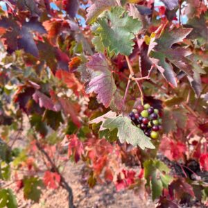 PHOTO-2024-10-11-11-54-37